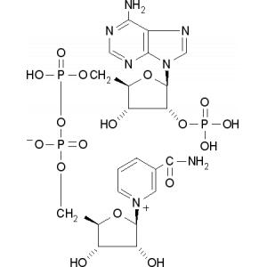烟酰胺腺嘌呤双核苷酸磷酸盐-CAS:53-59-8
