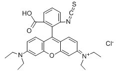 罗丹明B异硫氰酸酯-CAS:36877-69-7