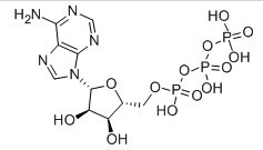 三磷酸腺苷-CAS:56-65-5