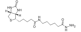 (+)-生物素胺己酰肼-CAS:109276-34-8