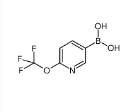 6-(三氟甲氧基)吡啶-3-硼酸-CAS:1008140-70-2