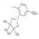 2-氯-5-氰基苯基硼酸频哪醇酯-CAS:863868-30-8